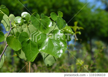 Texas White Redbud 110106810
