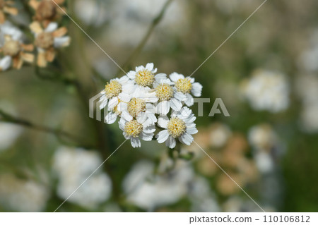 Sneezewort yarrow 110106812