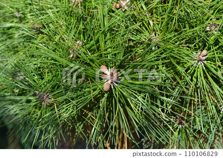 Japanise White Pine Brevifolia 110106829