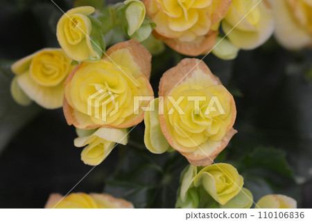 Winter-flowering begonia 110106836