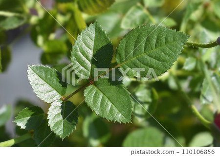 Miniature Rose Louisa 110106856