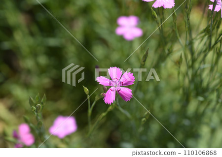 Maiden pink Rosea Maiden pink Rosea 110106868