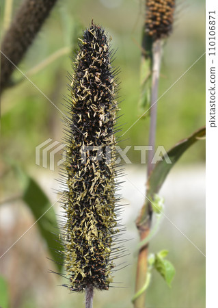 Bulrush millet Bulrush millet 110106871