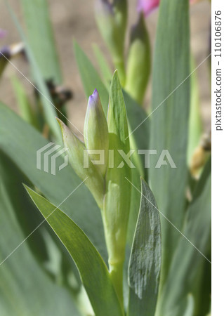 Standard Dwarf Bearded Iris Little Rosy Wings 110106876