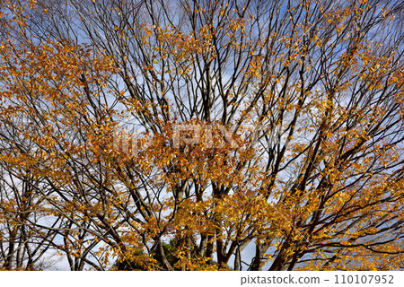 Autumn leaves at Fuji Hiromi Park Autumn leaves at Fuji Hiromi Park 110107952