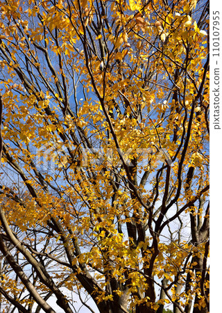 Autumn leaves at Fuji Hiromi Park Autumn leaves at Fuji Hiromi Park 110107955