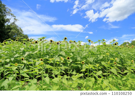 Sunflower field Sunflower field 110108250