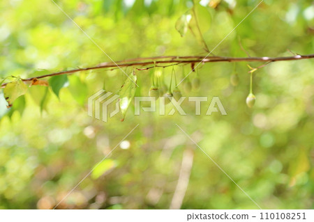 Styrax japonicum Styrax japonicum 110108251