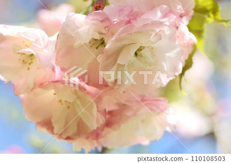 章月、章月、重瓣櫻花、淡粉紅櫻花 110108503