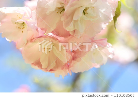 章月、章月、重瓣櫻花、淡粉紅櫻花 110108505