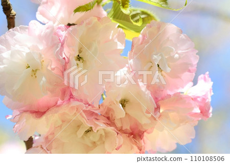 章月、章月、重瓣櫻花、淡粉紅櫻花 110108506