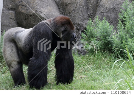 Male gorilla crawling on all fours Male gorilla crawling on all fours 110108634