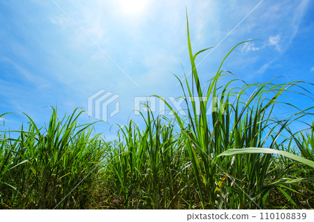 沖繩風光,甘蔗田,藍天,白雲 沖繩風光,甘蔗田,藍天,白雲 110108839