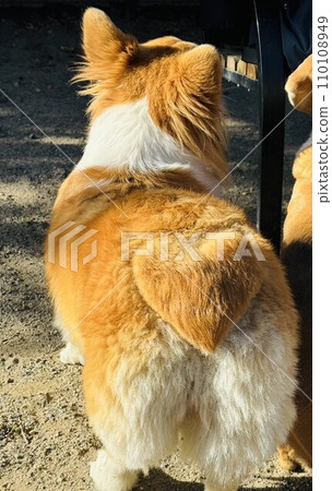 Corgi's butt cut into a heart Corgi's butt cut into a heart 110108949