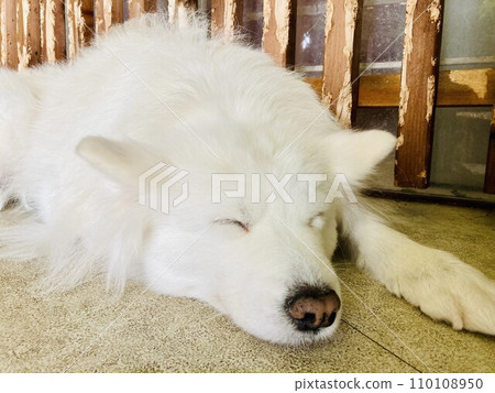 Samoyed sleeping dreamily Samoyed sleeping dreamily 110108950