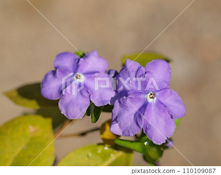Brunfelsia latifolia flower up 110109087