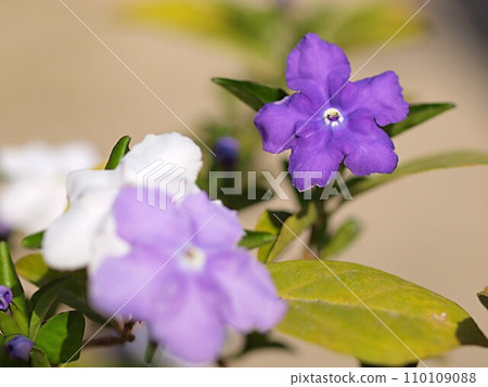 Brunfelsia latifolia flower up 110109088