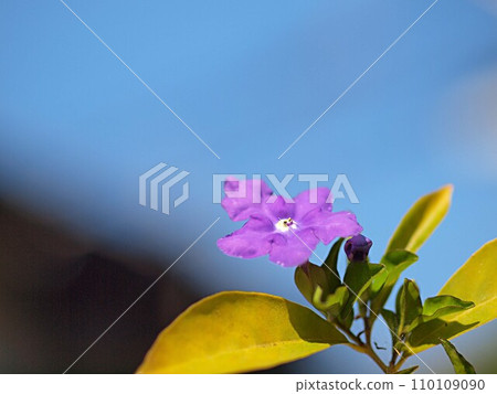 Brunfelsia latifolia flower up 110109090