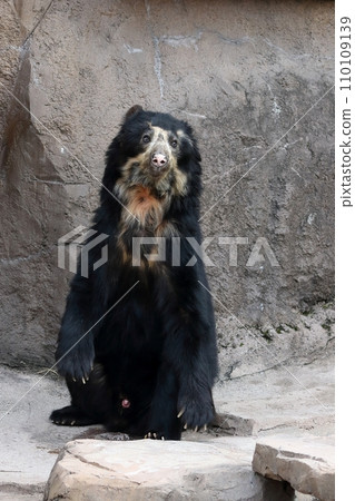 Portrait of a sitting spectacled bear Portrait of a sitting spectacled bear 110109139