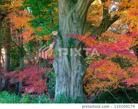 Evergreen broad-leaved forest and Japanese maple autumn leaves 110109179