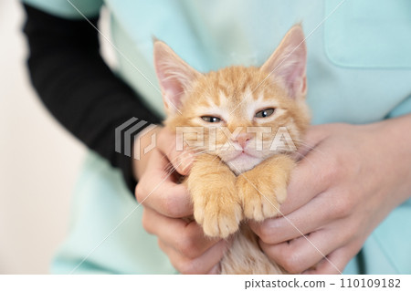 Kitten with camera looking 110109182