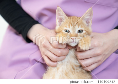 Kitten with camera looking 110109242