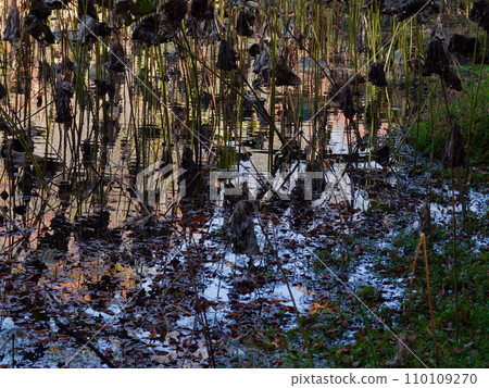 冬天的荷花池風景 冬天的荷花池風景 110109270