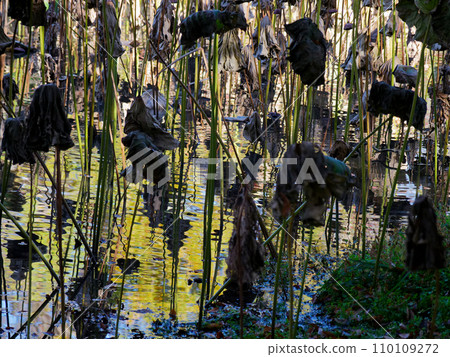 冬天的荷花池風景 冬天的荷花池風景 110109272