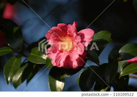 Sasanqua (Camellia sasanqua) Sasanqua (Camellia sasanqua) 110109522