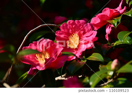 Sasanqua (Camellia sasanqua) Sasanqua (Camellia sasanqua) 110109523