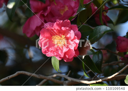Sasanqua (Camellia sasanqua) 110109548