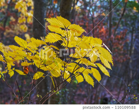 Yellow leaves of Hydrangea macrophylla Yellow leaves of Hydrangea macrophylla 110109588