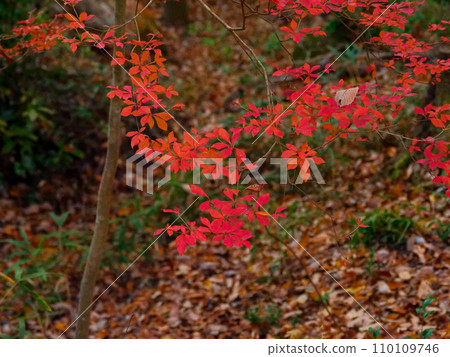 Leaves of the dodan azalea dyed red 110109746