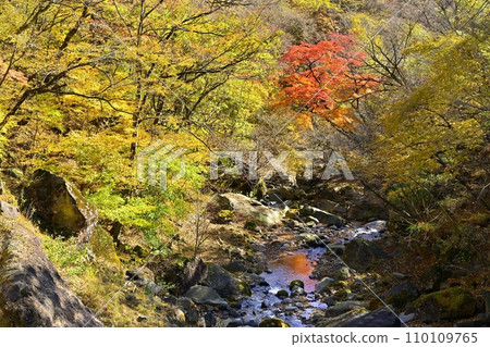 赤城山南側紅葉盛開的春川溪谷(瀧澤) 赤城山南側紅葉盛開的春川溪谷(瀧澤) 110109765