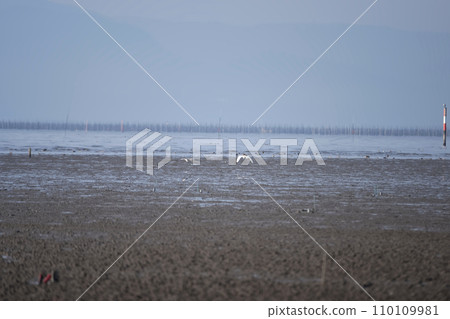 鳥兒在灘塗起舞 鳥兒在灘塗起舞 110109981