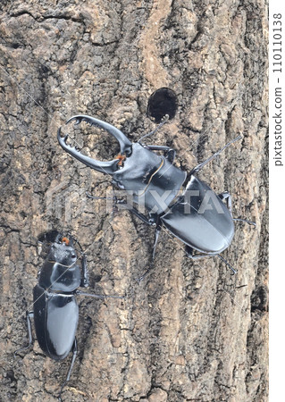 Gilafa saw gigwaggata 110110138