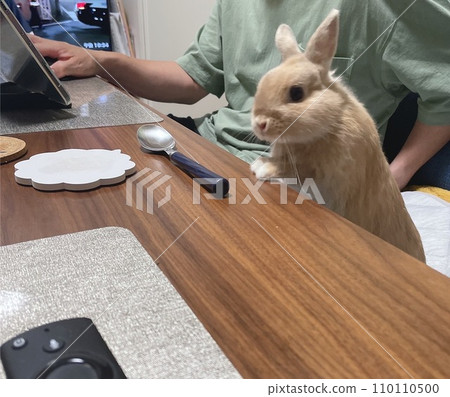 Rabbit holding hands Rabbit holding hands 110110500