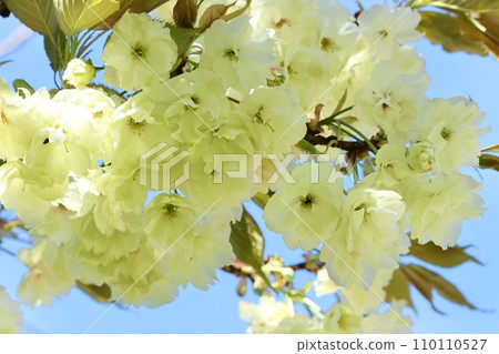 Turmeric yellow-green cherry blossoms rare blue sky background close-up Turmeric yellow-green cherry blossoms rare blue sky background close-up 110110527