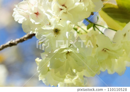 Turmeric yellow-green cherry blossoms rare blue sky background close-up Turmeric yellow-green cherry blossoms rare blue sky background close-up 110110528