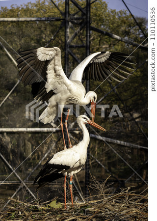 pair of storks pair of storks 110110536