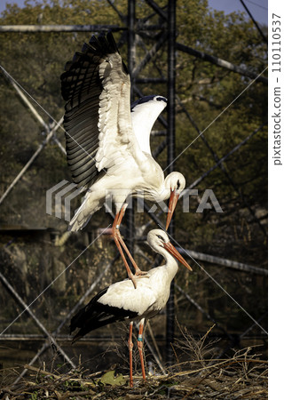 Stork with spread wings Stork with spread wings 110110537