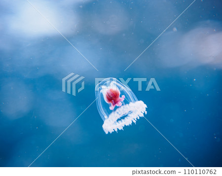 Hirizo海灘上有一種神秘的水母(科:Polygonidae),據說是不朽的。靜岡縣伊豆半島加茂郡南伊豆市 Hirizo海灘上有一種神秘的水母(科:Polygonidae),據說是不朽的。靜岡縣伊豆半島加茂郡南伊豆市 110110762