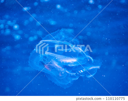 The mysterious Moyo Triggerfish (Crinidae) at Hirizo Beach. Ferry from Nakagi, Minamiizu Town, Kamo District, Izu Peninsula, Shizuoka Prefecture 110110775