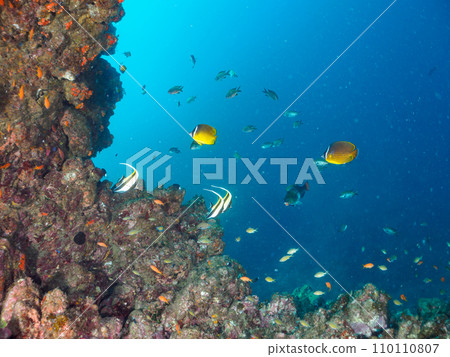 Hirizo 海灘落腳處有美麗的摩爾魚(特立尼達科)、金魚(蘆科)和其他魚群。 Hirizo 海灘落腳處有美麗的摩爾魚(特立尼達科)、金魚(蘆科)和其他魚群。 110110807