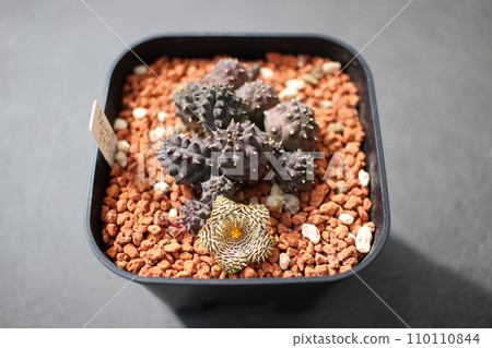 Fernia Kennedy Anna Fernia Kennedy Anna 110110844