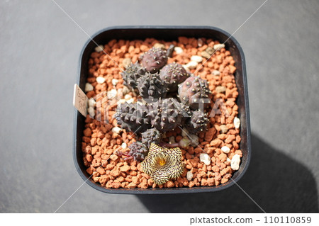 Fernia Kennedy Anna Fernia Kennedy Anna 110110859