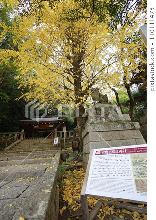 Hachiman-san in Yahata, Hachiman Shrine, Iwashimizu Hachiman Shrine in autumn, divine virtues, walking, Hachiman-san in Yahata, Hachiman Shrine, Iwashimizu Hachiman Shrine in autumn, divine virtues, walking, 110111473