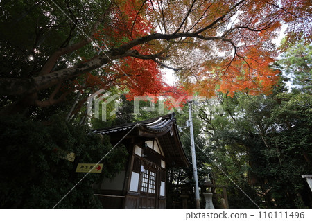 Hachiman-san in Yahata, Hachiman Shrine, Iwashimizu Hachiman Shrine in autumn, divine virtues, walking, Hachiman-san in Yahata, Hachiman Shrine, Iwashimizu Hachiman Shrine in autumn, divine virtues, walking, 110111496