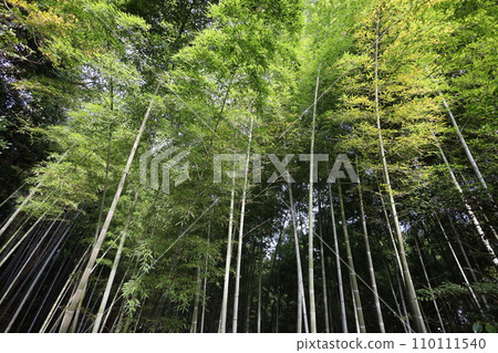 八幡山,八幡神社,秋天的石清水八幡神社,神德,行走, 八幡山,八幡神社,秋天的石清水八幡神社,神德,行走, 110111540