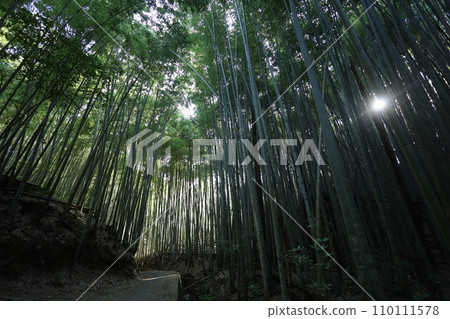 八幡山,八幡神社,秋天的石清水八幡神社,神德,行走, 八幡山,八幡神社,秋天的石清水八幡神社,神德,行走, 110111578